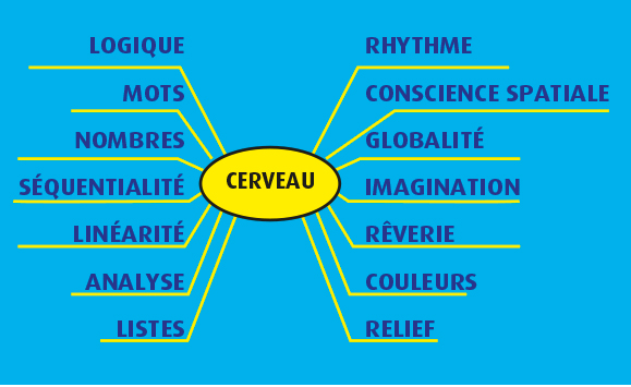 Ce Mind map est un aperçu des principales fonctions des deux hémisphères du cerveau. 