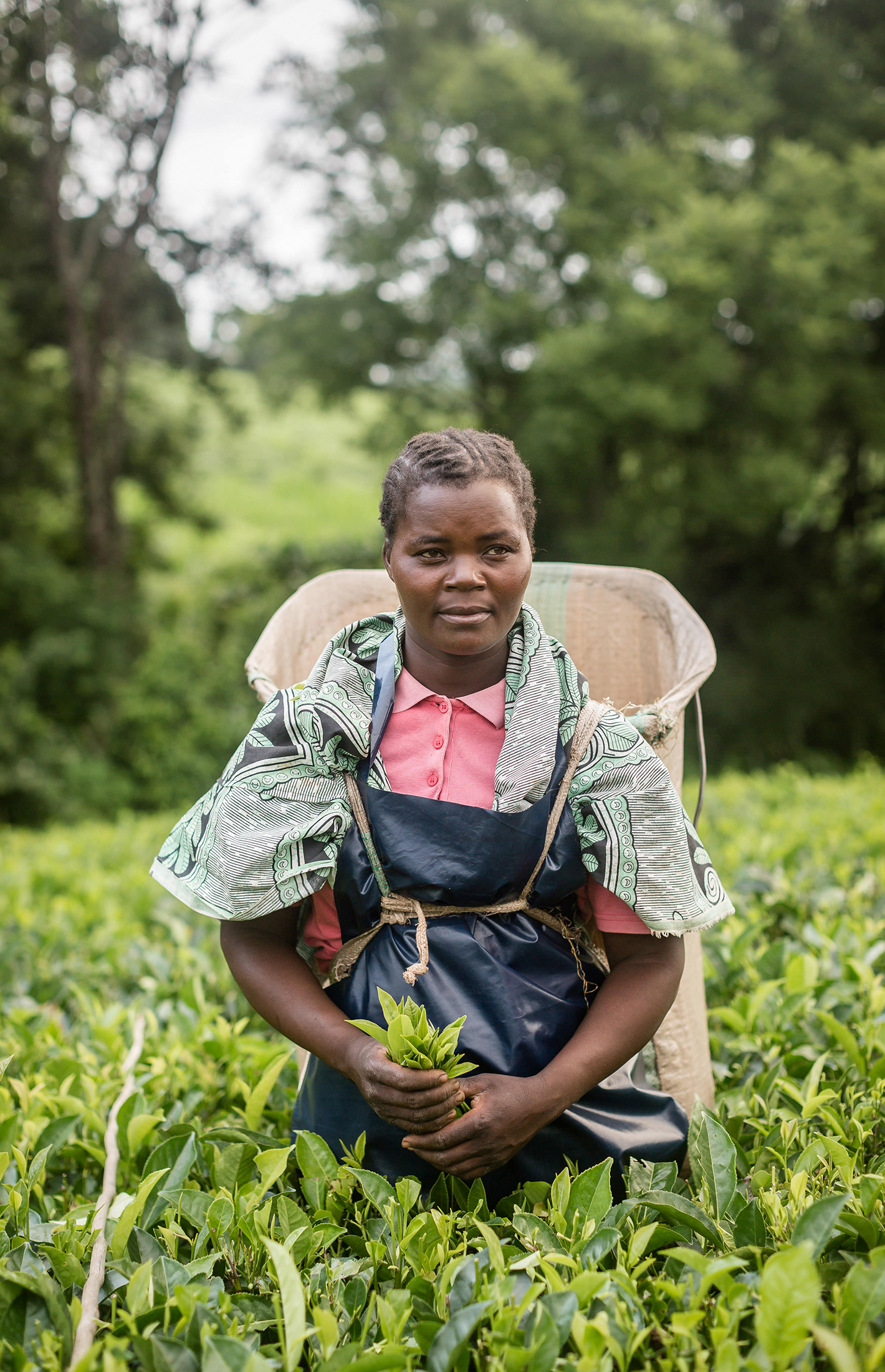 Picking tea.