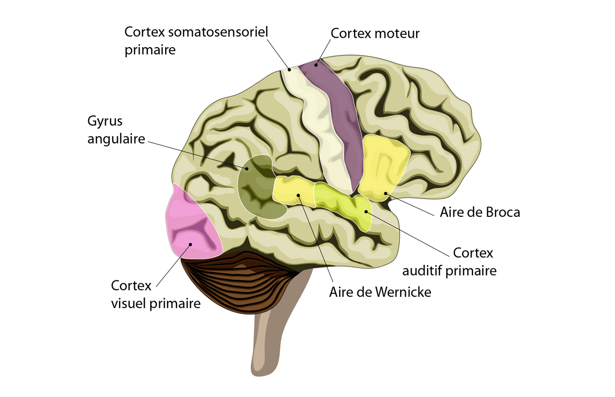 NS_pedagogy_int