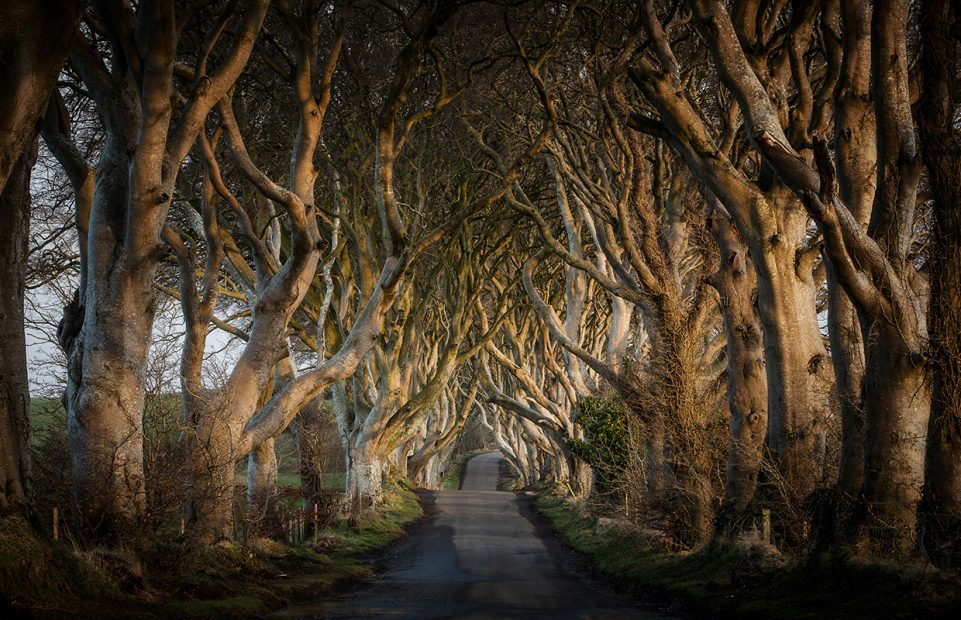 The Dark Hedges in County Antrim, or Kingsroad.