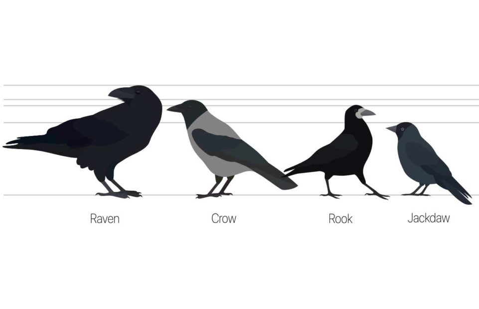 raven, crow, rook, jackdaw