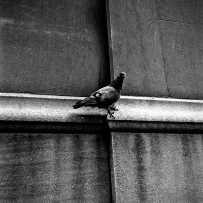 A pigeon on a wall.