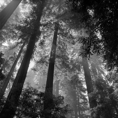 A view looking up at trees in a forest