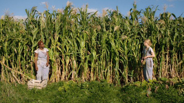 A still from the film with two young women standing far apart in a field of ripe corn.