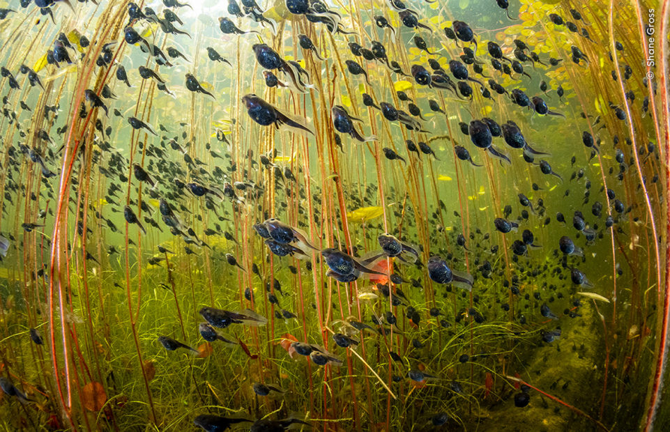 An underwater photo of a Shane Gross of a mass of western toad tadpoles swimming.