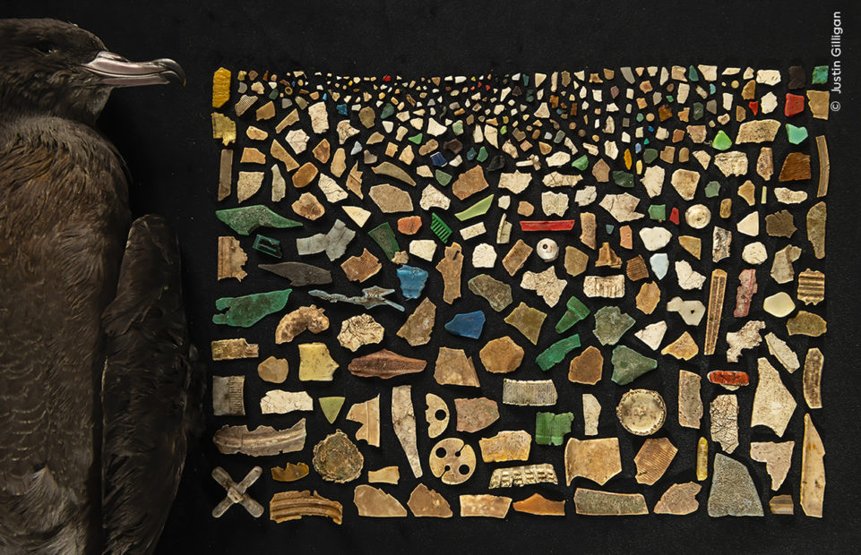 A dead bird on the left and the 403 pieces of plastic found in its digestive tract laid out as a mosaic.
