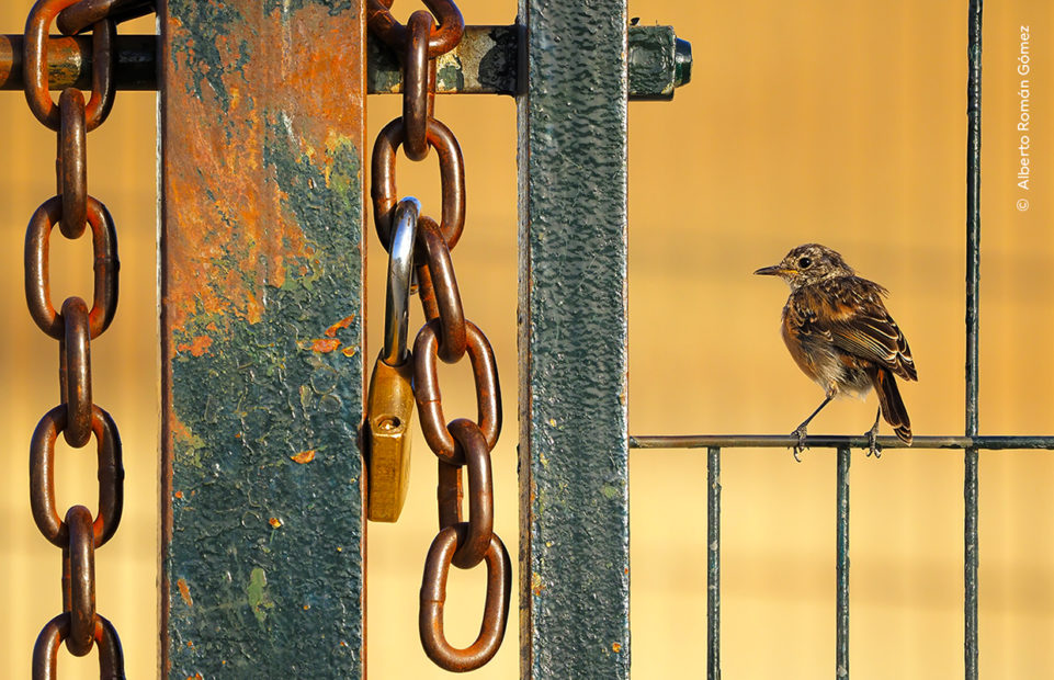 A photo of a small brown bird perched on a fence next to a heavily locked gate.