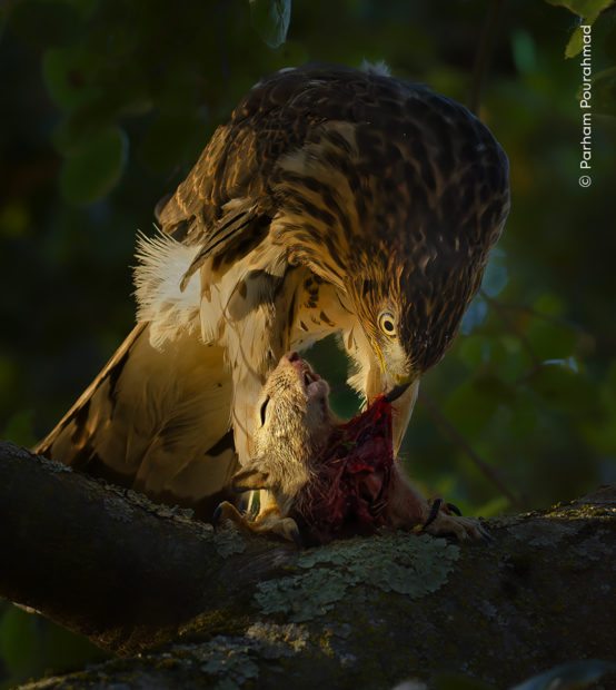 A bird of prey in a tree eating a dead squirrel.