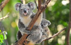 A koala in a eucalyptus tree, with a baby (joey) behind.