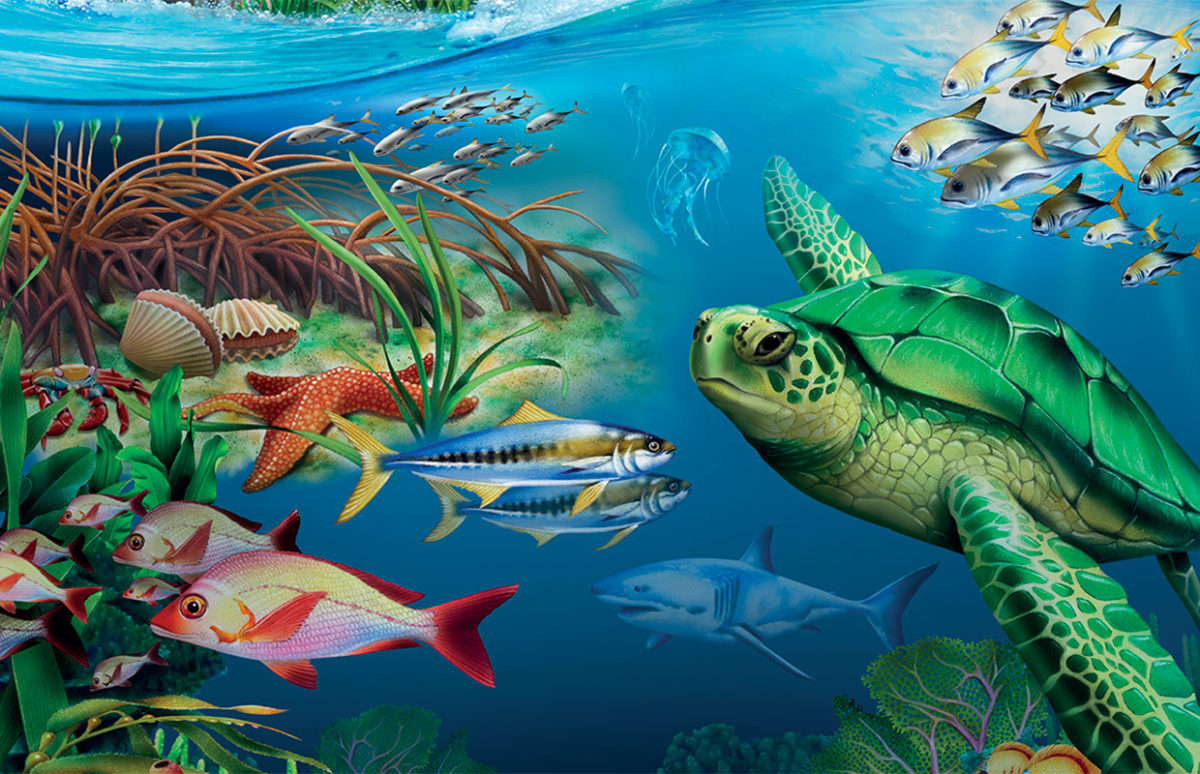 Sea turtles and fish