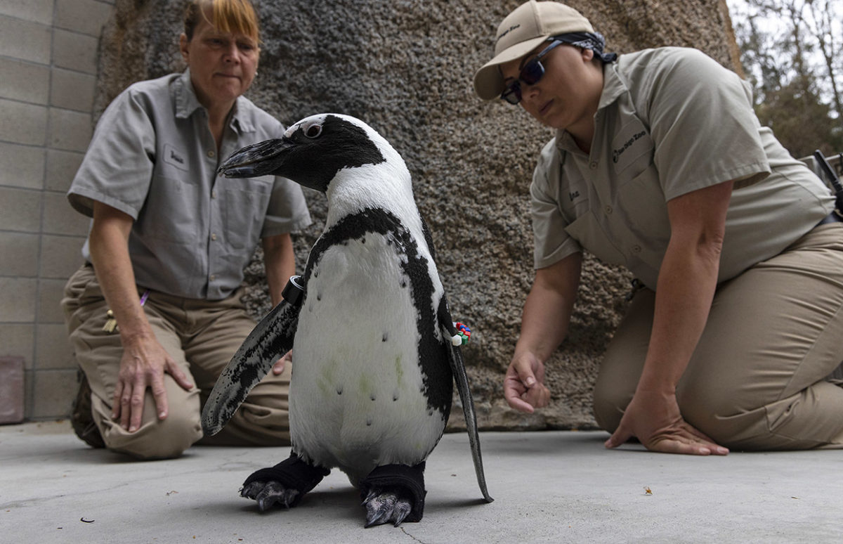 A penguin with orthopaedic shoes and two people in the background.