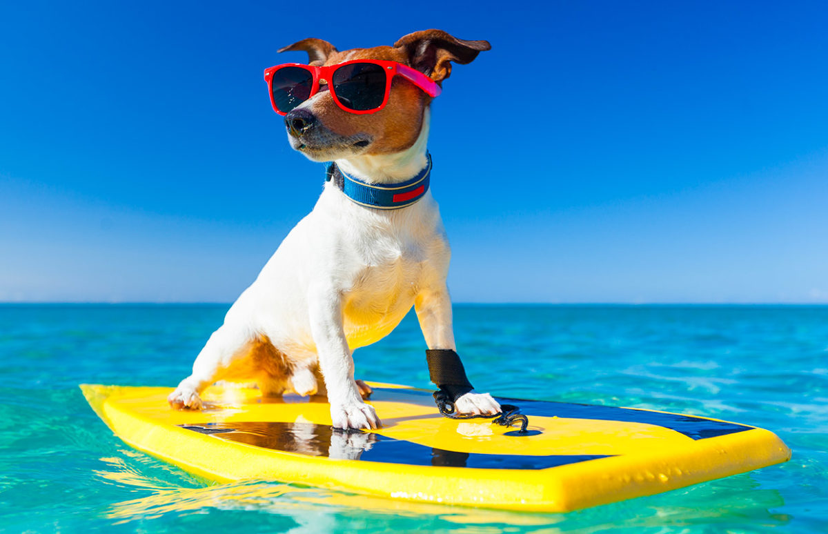 A dog in sunglasses on a surf board
