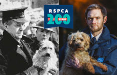 RSPCA inspectors rescuing a dog during WWII and an inspector holding a dog today, with the RSPCA 200 logo.