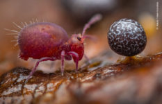 A red springtail insect highly magnified.