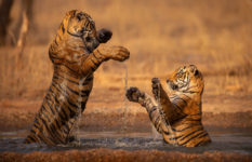 Two tigers playing.