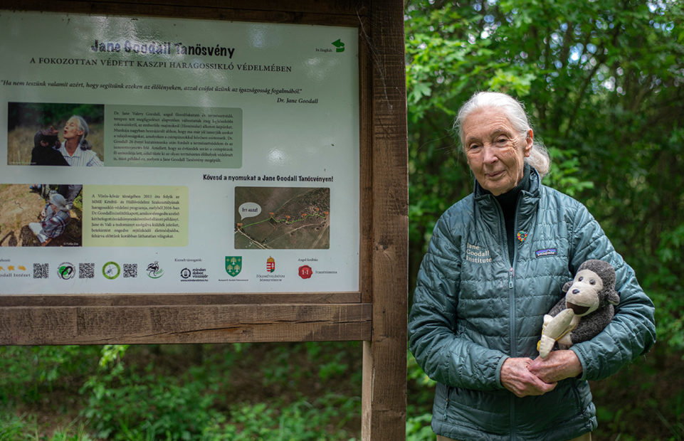 Jane Goodall in Budapest, Hungary, in 2023, accompanied by her mascot, stuffed monkey Mr H.
